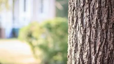 Tree Surveys and Risk Assessments