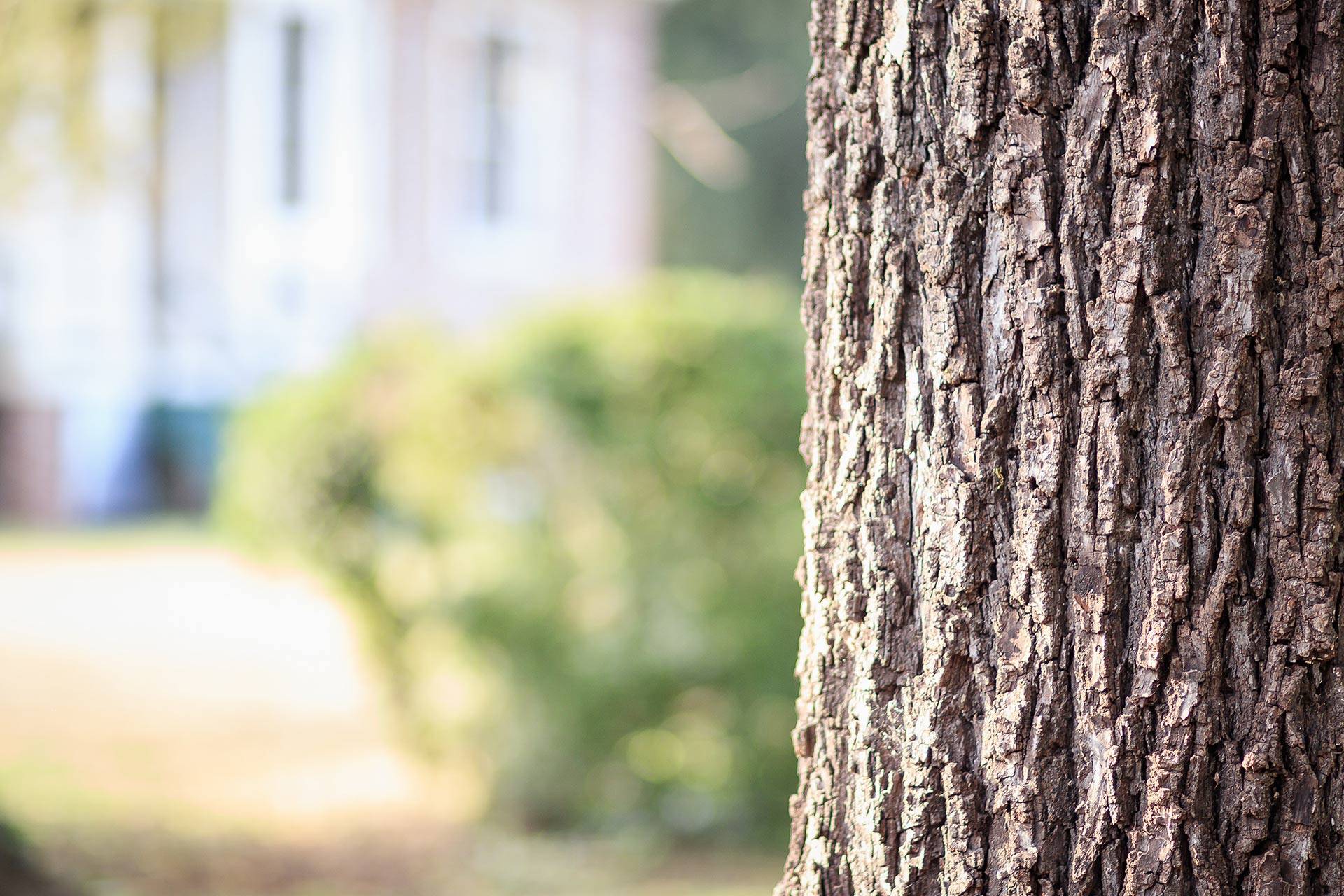 Tree Surveys and Risk Assessments